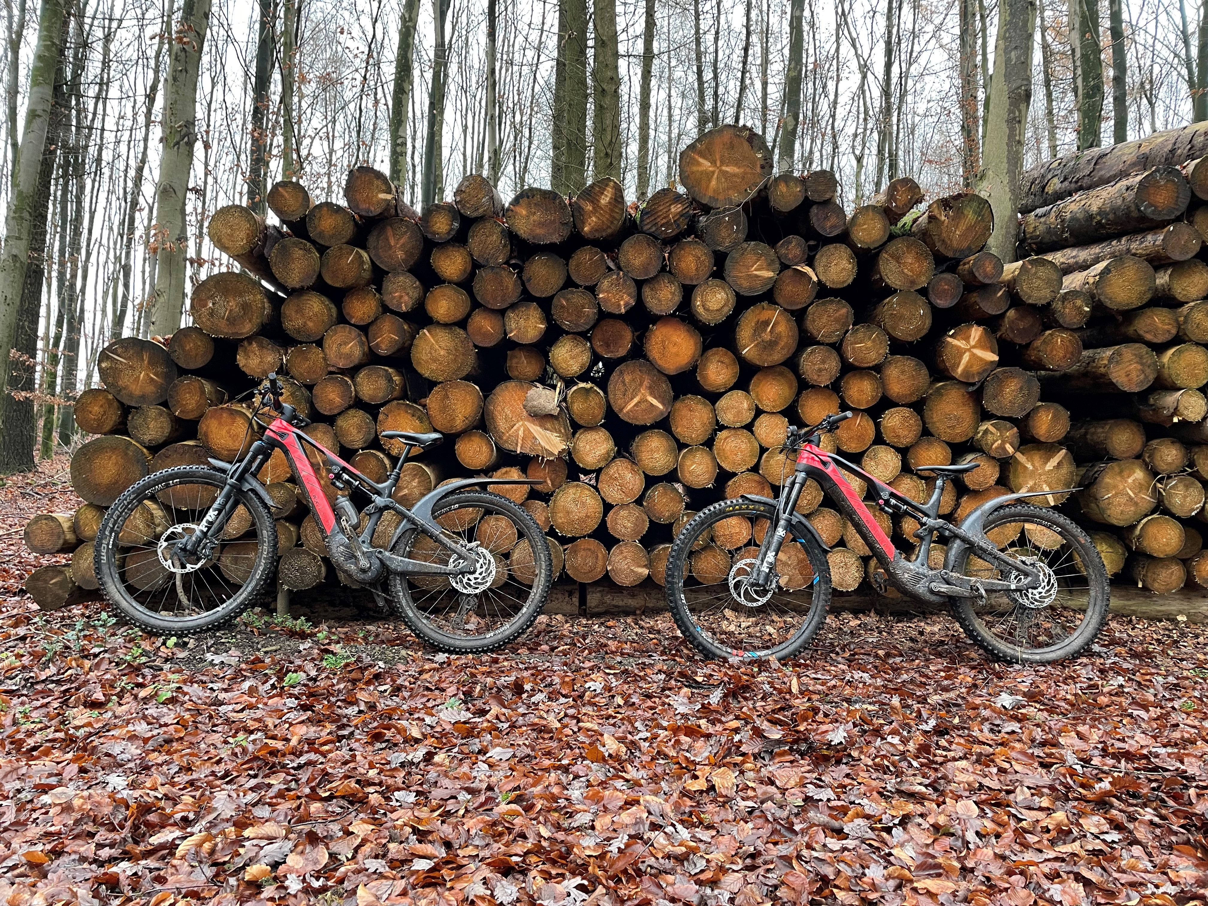 Bert und Ernie vor dem Holzstapel.jpg