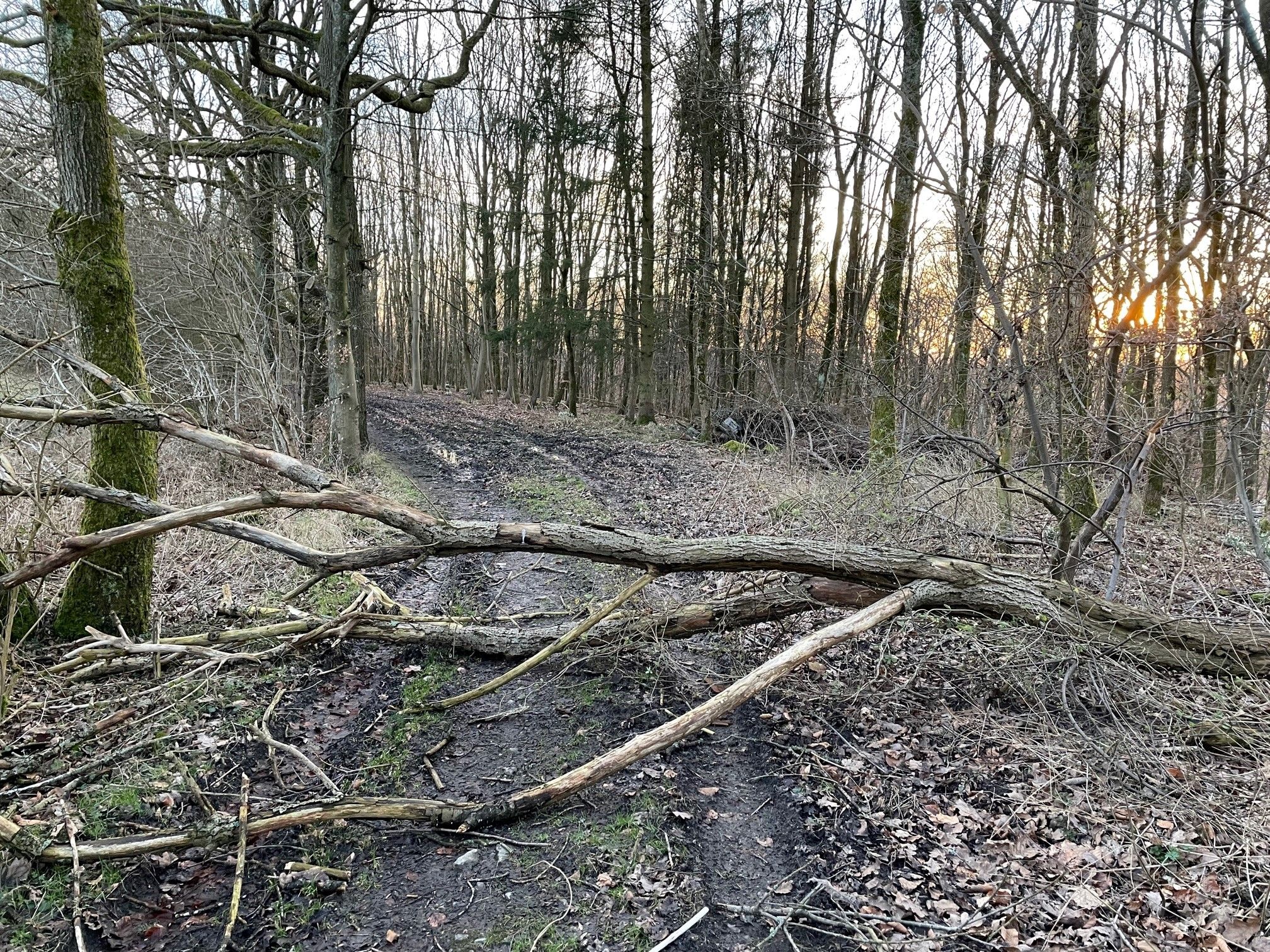 Direkt vor der Haustür 1.jpg