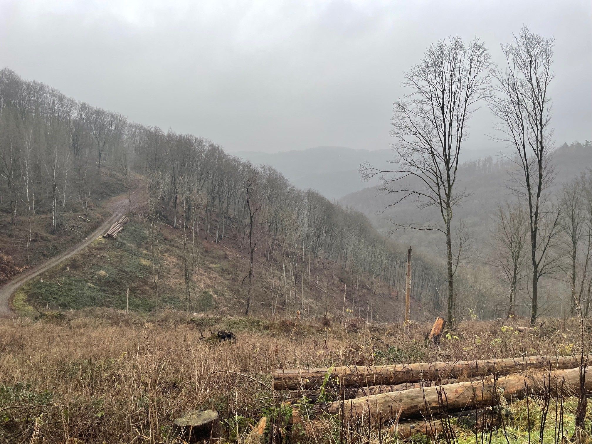 Nebel im Tal.jpg