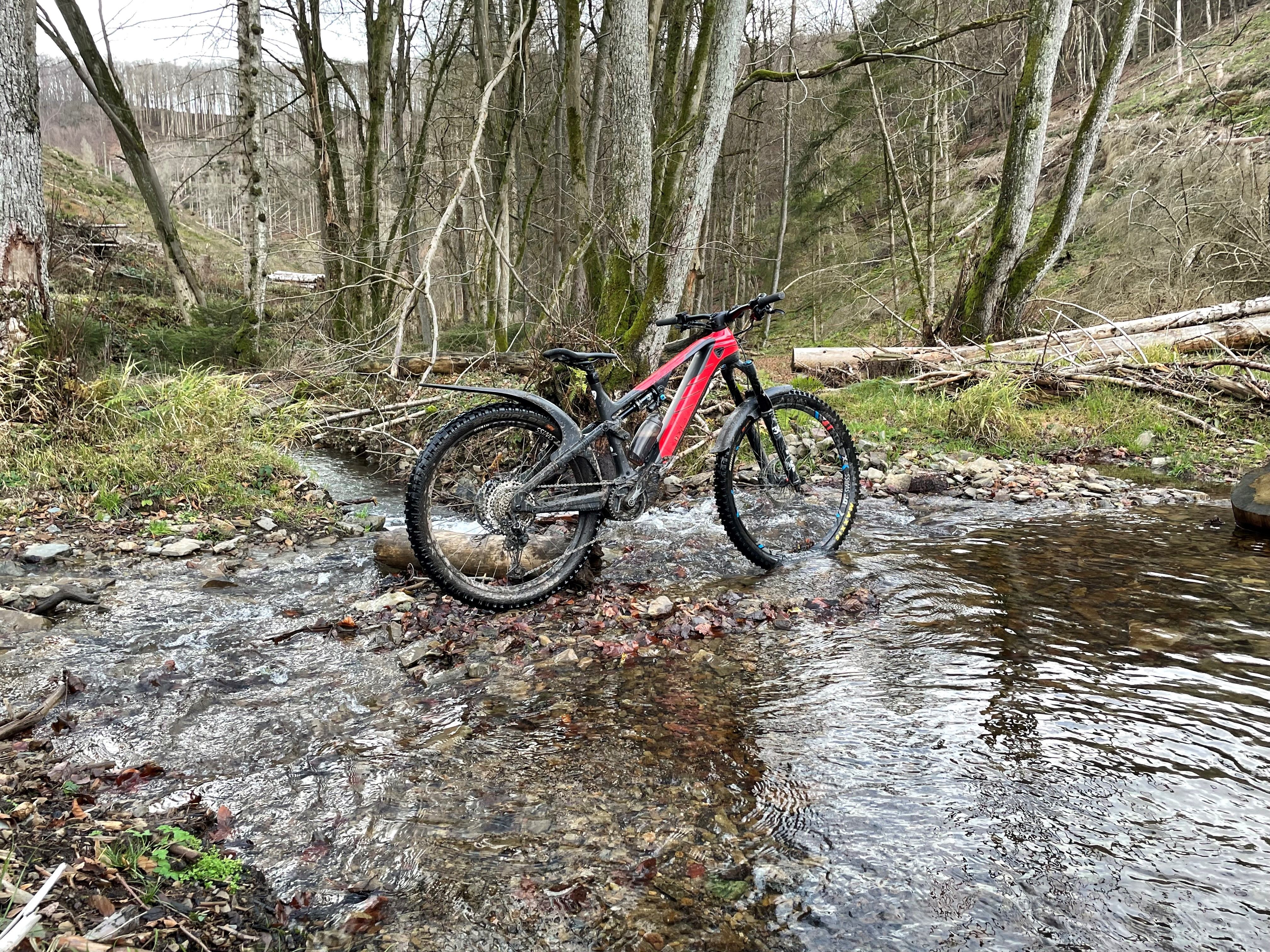 Rotwild im Mäckinger Bach.jpg