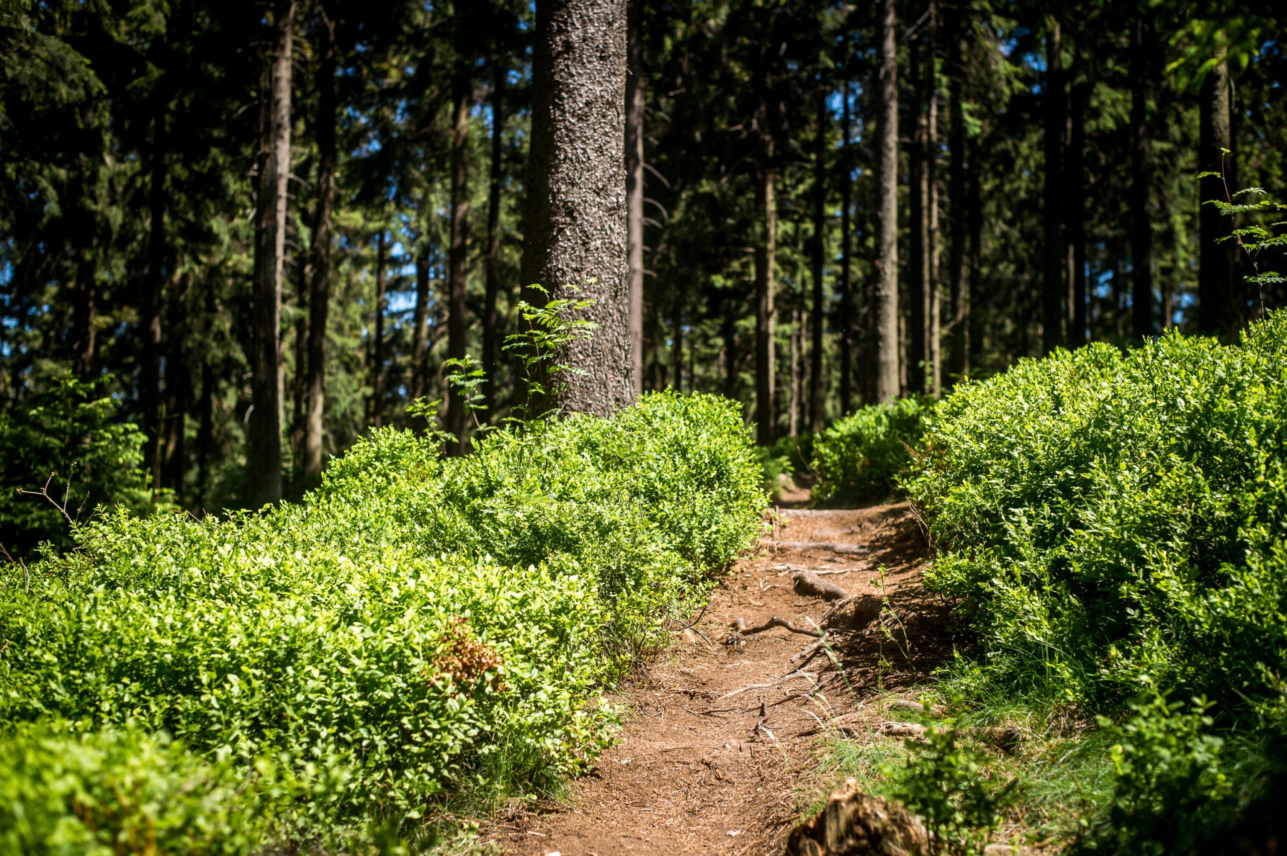 „Biker melden und Strecken versperren”: Cronenberger Woche macht Stimmung gegen Mountainbiker